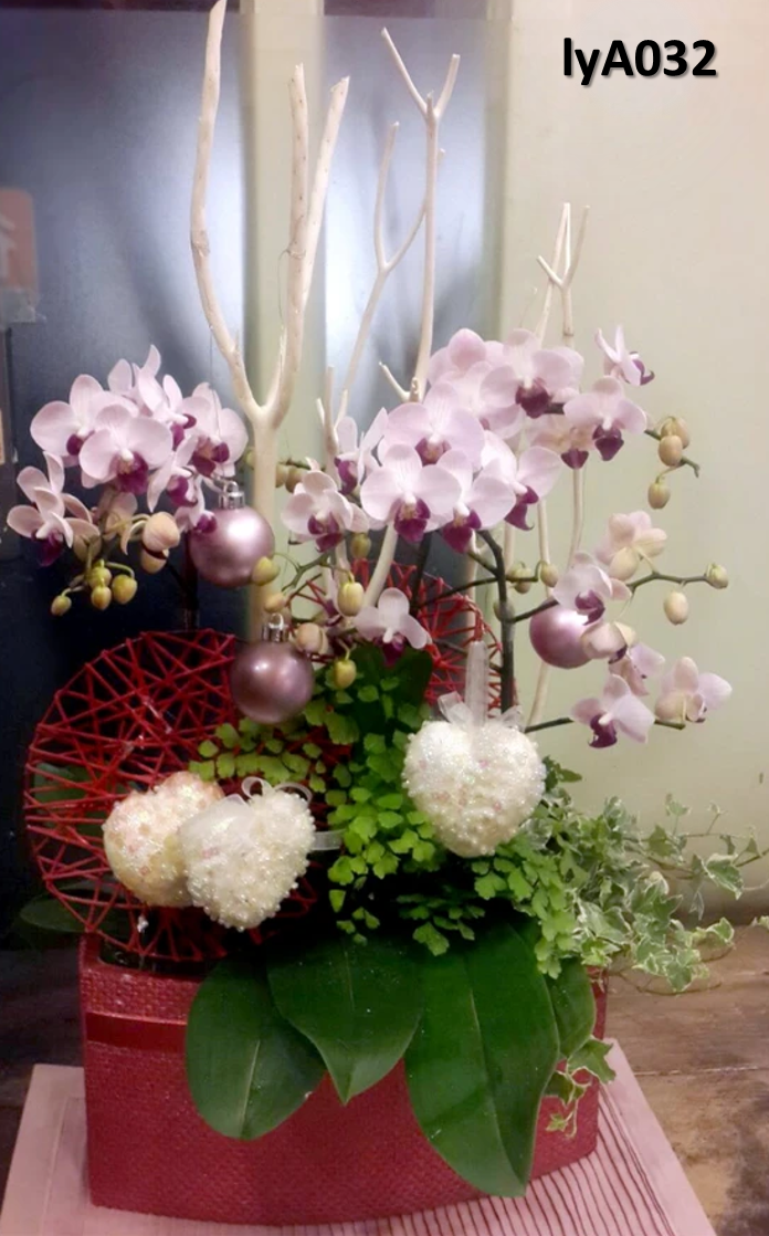 蝴蝶蘭 LYA032